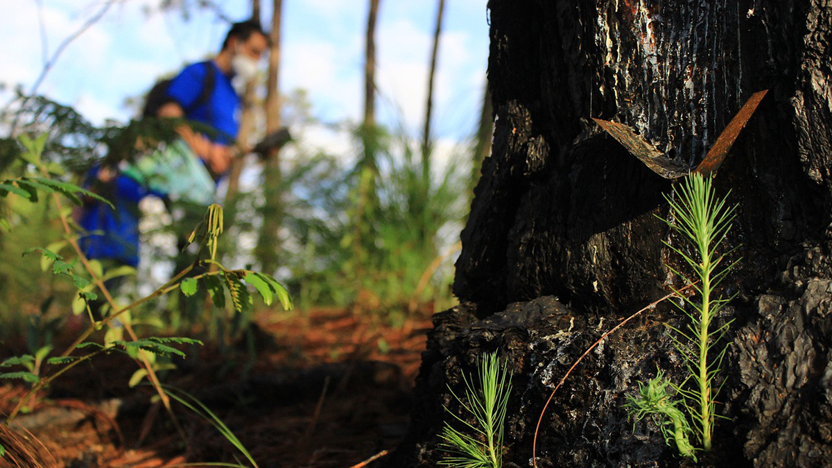 Piden a Panamá integrar dimensión de reforestación